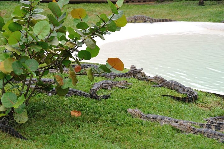 One-Hour Airboat Ride Near Orlando
