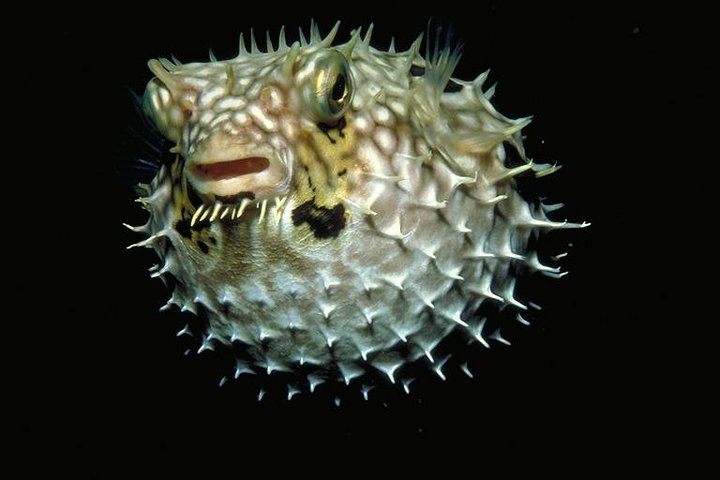Skip the Ticketing Line: Aquarium of the Pacific General Admission Ticket