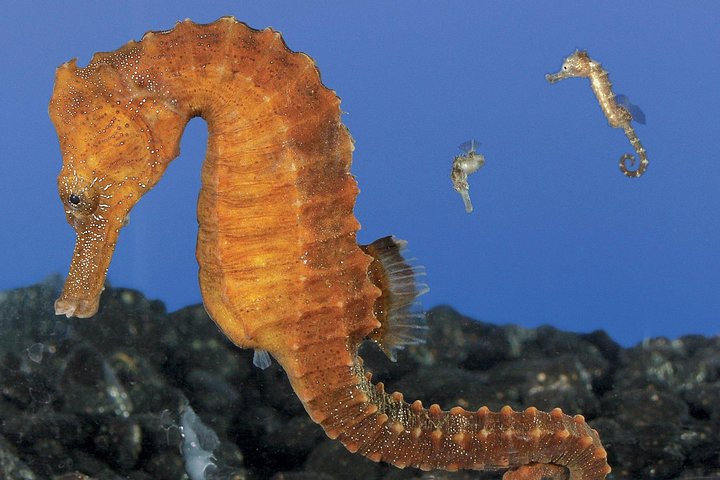 Skip the Ticketing Line: Aquarium of the Pacific General Admission Ticket