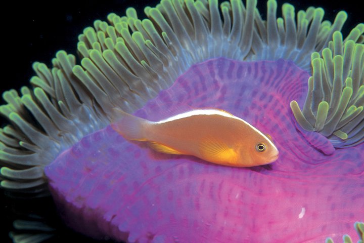 Skip the Ticketing Line: Aquarium of the Pacific General Admission Ticket