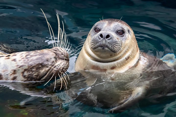 Skip the Ticketing Line: Aquarium of the Pacific General Admission Ticket