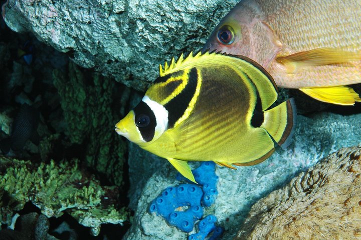 Skip the Ticketing Line: Aquarium of the Pacific General Admission Ticket