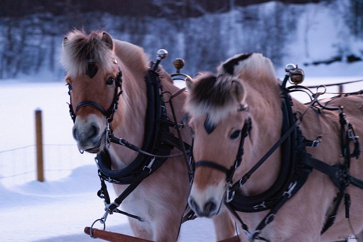 Sleigh Ride w/snacks- Experience Arctic Farm Life