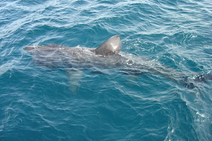 Dingle Boat Tours Wildlife RIB Adventure