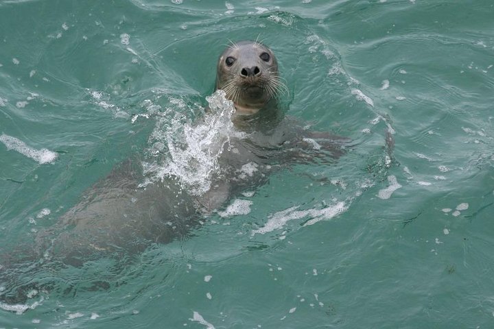 Dingle Boat Tours Wildlife RIB Adventure