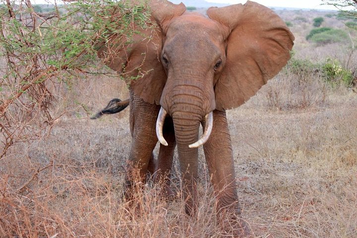 Day Trip - Tsavo East National Park ( Man Eater Lions of Tsavo & Other Big Five)