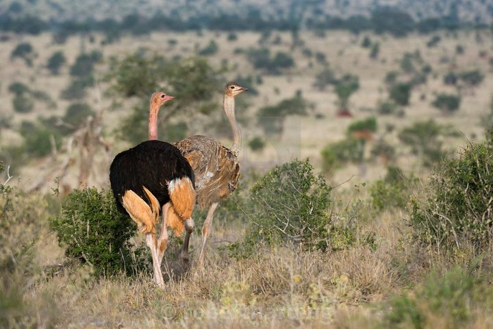 Day Trip - Tsavo East National Park ( Man Eater Lions of Tsavo & Other Big Five)