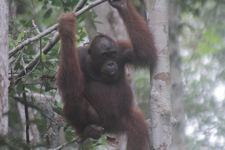 Orangutan Safari Kelotok Houseboat 3 Days 2 Nights Private