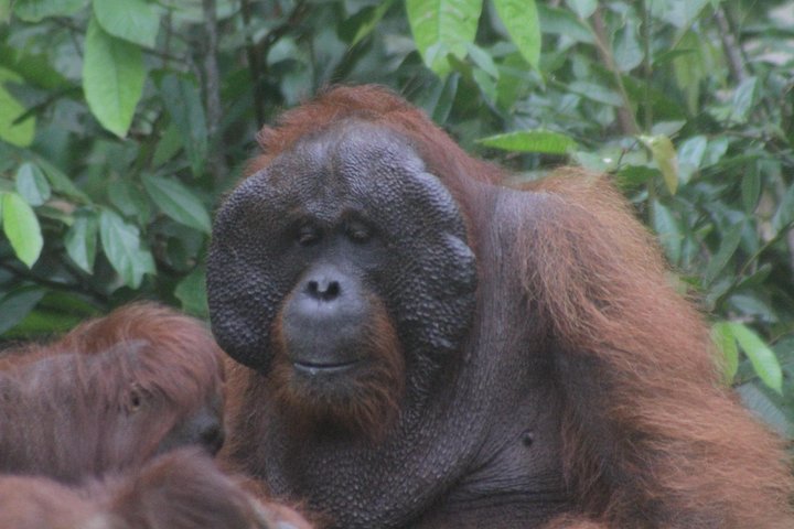 Orangutan Safari Kelotok Houseboat 3 Days 2 Nights Private
