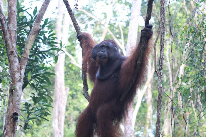 Orangutan Safari Kelotok Houseboat 3 Days 2 Nights Private