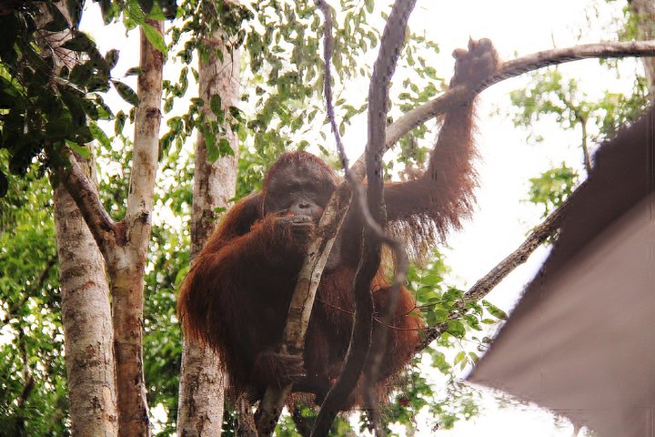 Orangutan Safari Kelotok Houseboat 3 Days 2 Nights Private