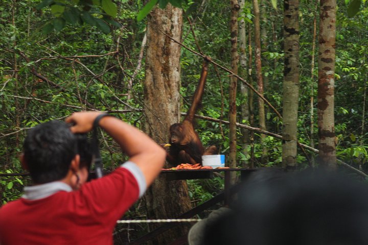 Orangutan Safari Kelotok Houseboat 3 Days 2 Nights Private