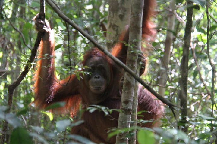 Orangutan Safari Kelotok Houseboat 3 Days 2 Nights Private