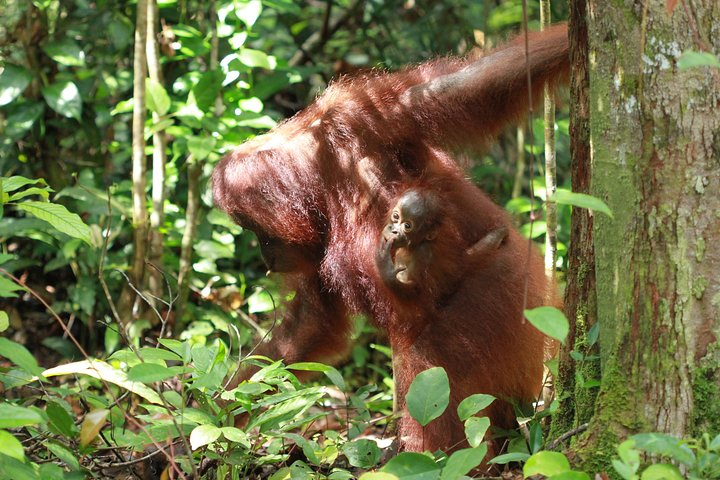 Orangutan Safari Kelotok Houseboat 3 Days 2 Nights Private