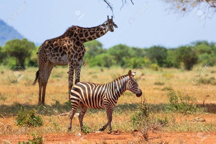 Day Trip - Tsavo East National Park ( Man Eater Lions of Tsavo & Other Big Five)