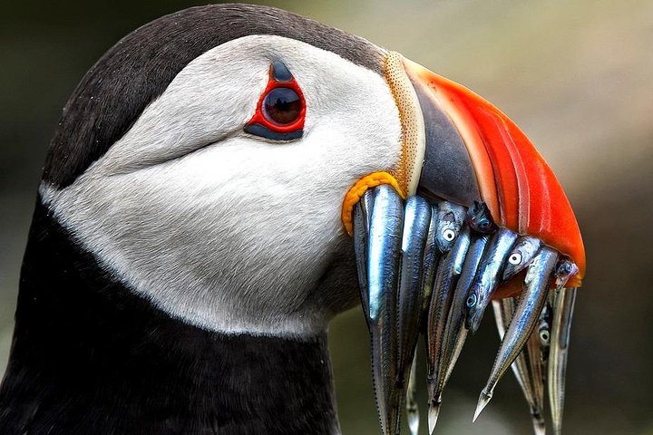 Dingle Boat Tours Wildlife RIB Adventure