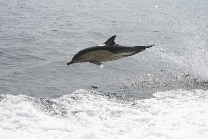 Dingle Boat Tours Wildlife RIB Adventure