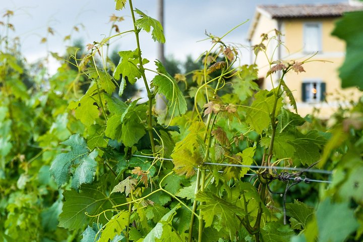 Winery Tour & Wine Tasting with Cheese at a Family Winery