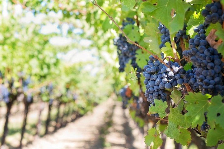 Day Trip: Wine Tasting in Ribera del Duero from Madrid (by High-Speed Train)