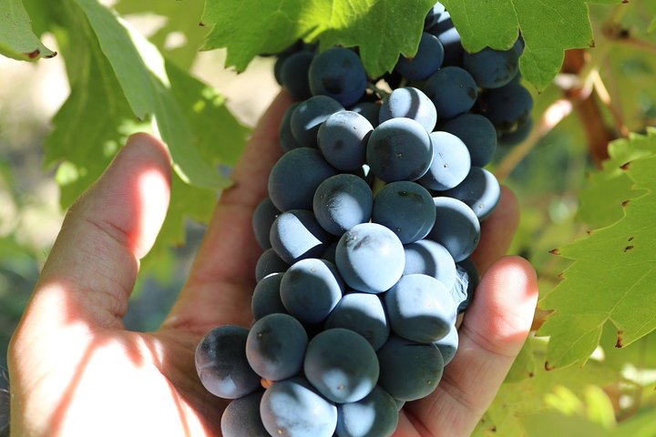 Day Trip: Wine Tasting in Ribera del Duero from Madrid (by High-Speed Train)
