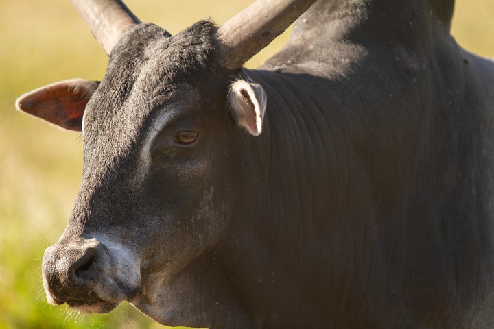 Wild Florida Drive-Thru Safari and Gator Park Admission