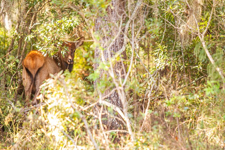 Wild Florida Drive-Thru Safari and Gator Park Admission