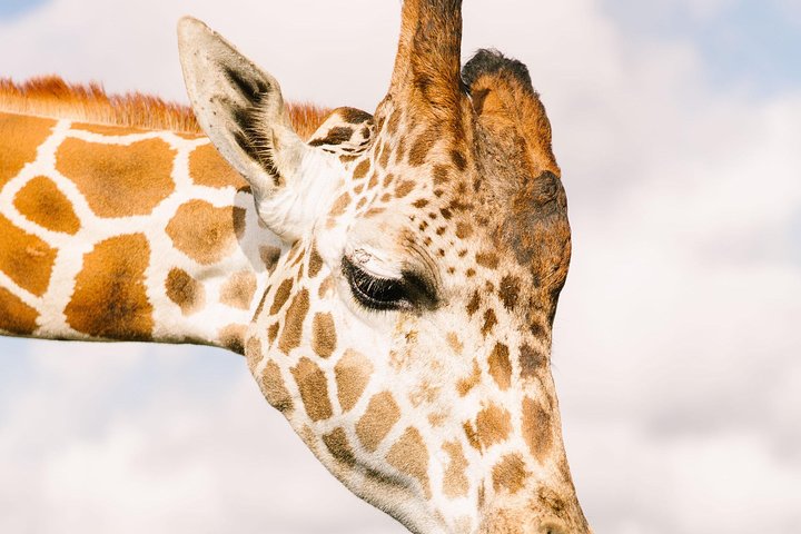 Wild Florida Drive-Thru Safari and Gator Park Admission