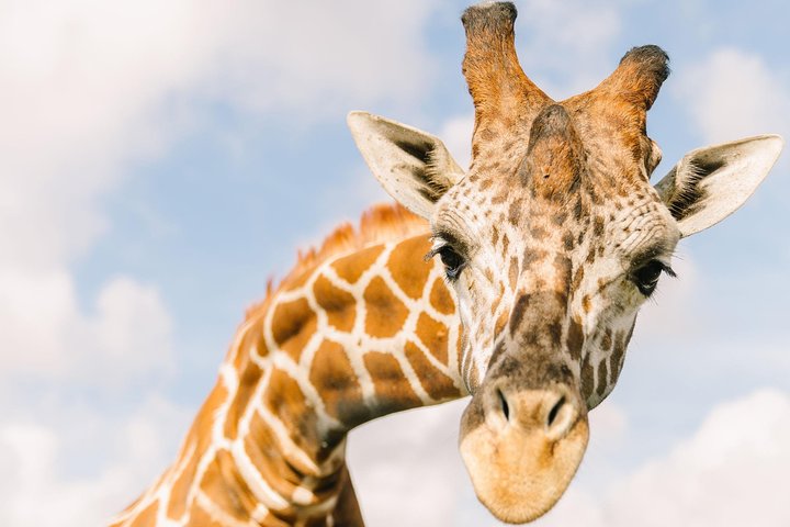 Wild Florida Drive-Thru Safari and Gator Park Admission