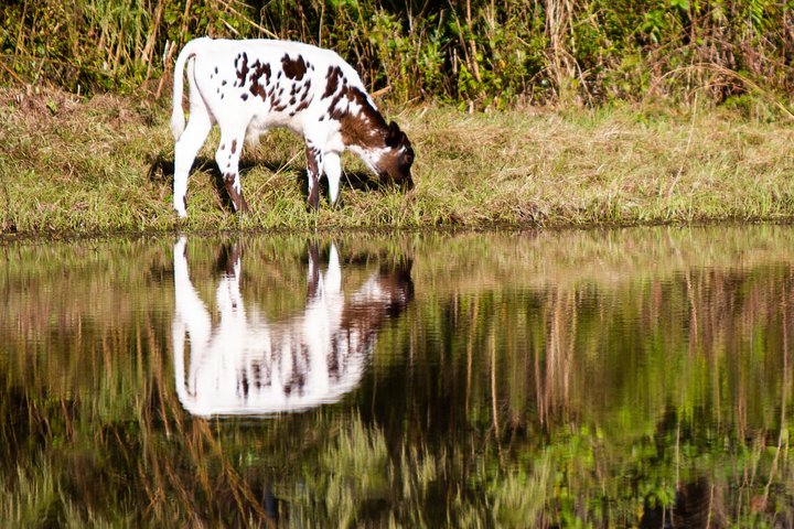 Wild Florida Drive-Thru Safari and Gator Park Admission