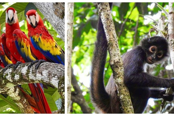 Lacandona Jungle 1 Day (hiking)