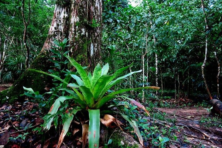 Lacandona Jungle 1 Day (hiking)