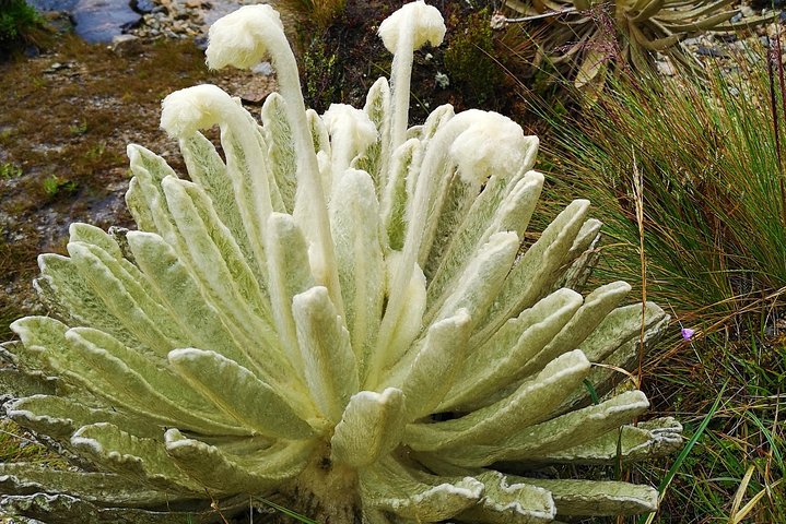 Private Tour - Páramo de Santurban (Nature)