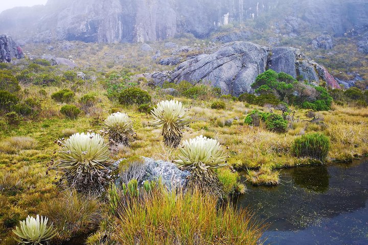 Private Tour - Páramo de Santurban (Nature)