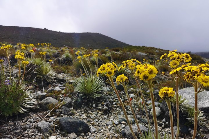 Private Tour - Páramo de Santurban (Nature)