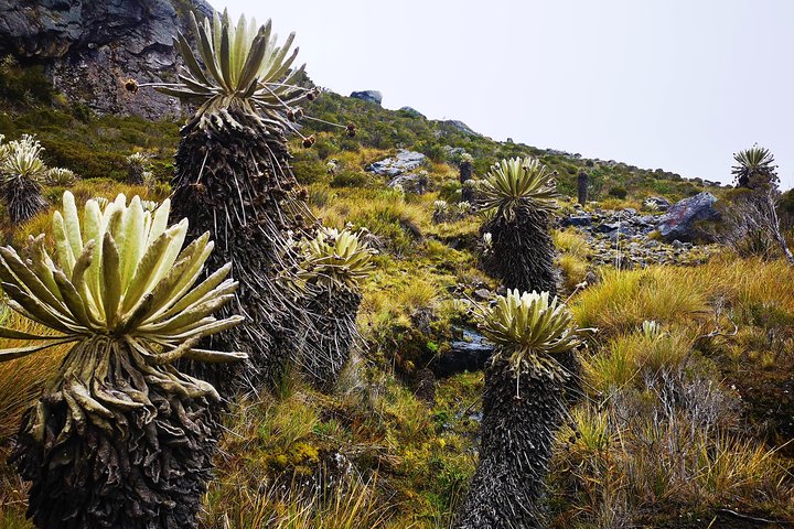 Private Tour - Páramo de Santurban (Nature)