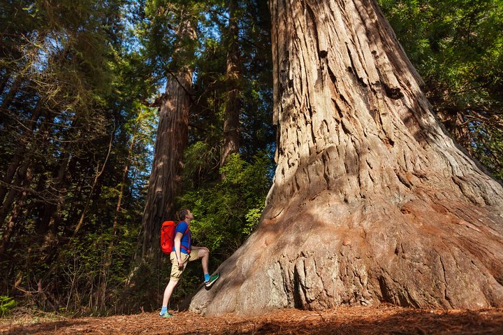 Yosemite National Park and Giant Sequoias Tour from San Jose