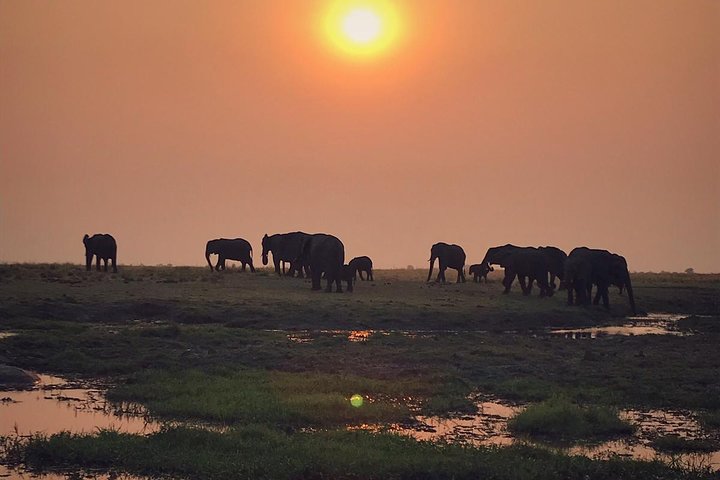 chobe 3hr sunset boat cruise