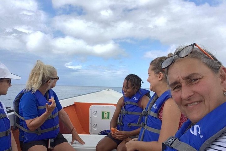 PH Whale Watch & Dolphin Cruise in Dominica
