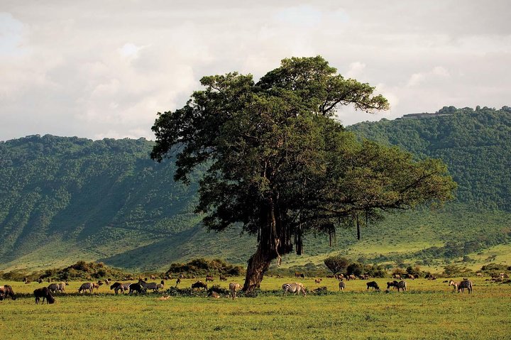 Ngorongoro Crater Day Trip