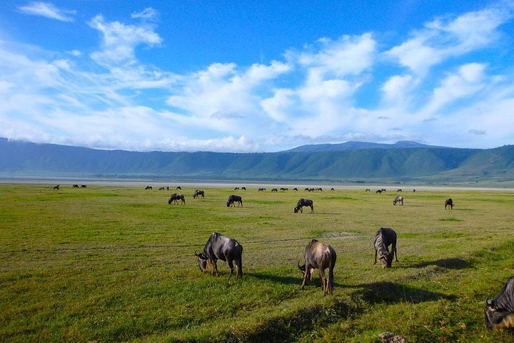 Ngorongoro Crater Day Trip