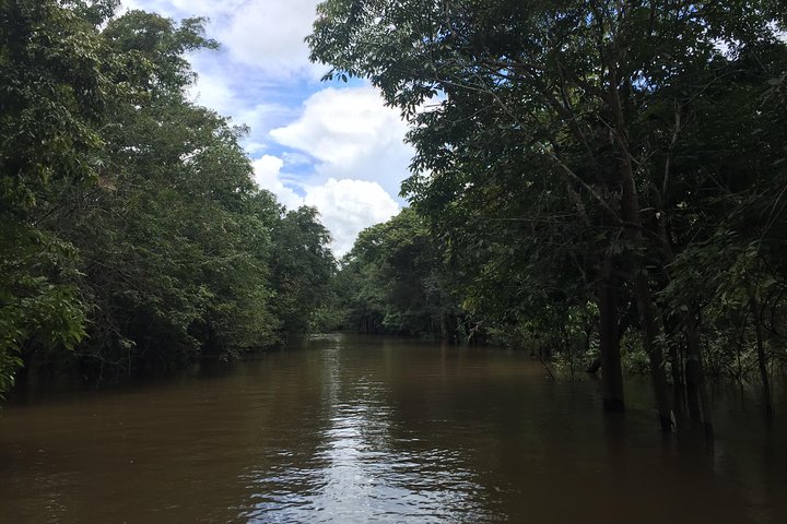 A Whole Day in the Jungle