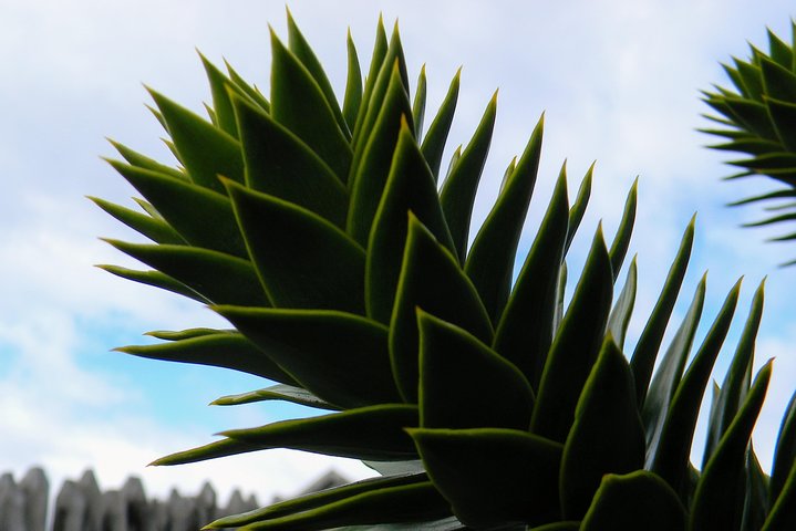 Punta Arenas Signature Shore Experience
