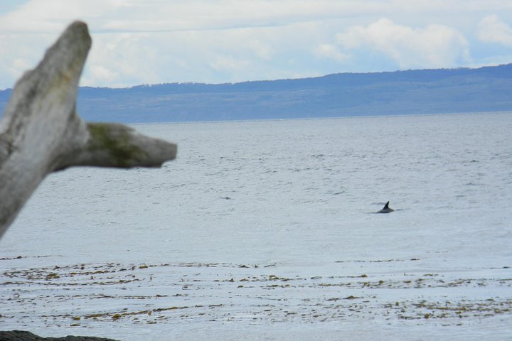 Punta Arenas Signature Shore Experience