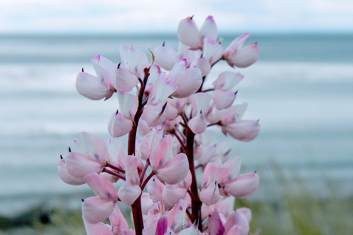 Punta Arenas Signature Shore Experience