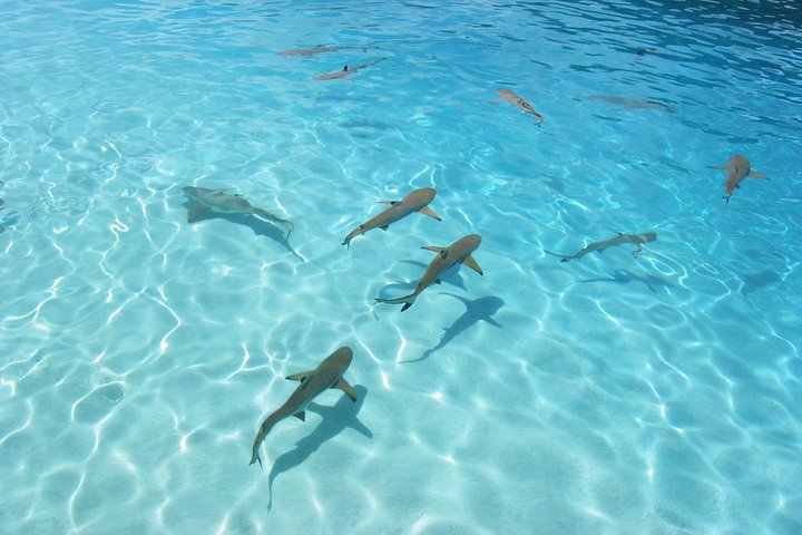 Bora Bora Eco Snorkel Cruise Including Snorkeling with Sharks and Stingrays