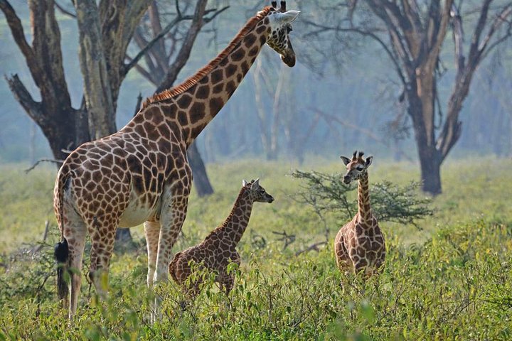 Half Day Giraffe Center,Baby Elephant&Karen Blixxen Guided Tour