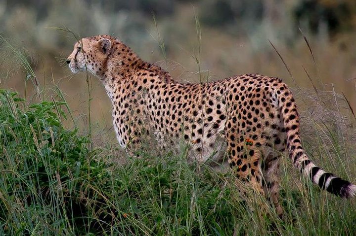 Nairobi National Park, Sheldrick Elephant, Giraffe Centre Tour