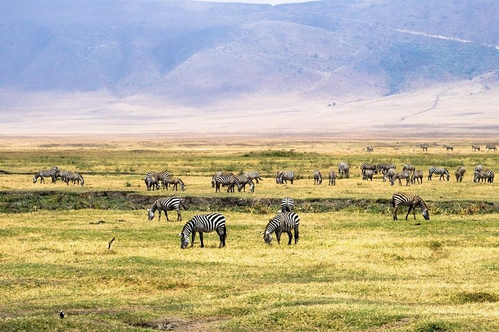5 Days - Best Of Tanzania Northern Zone, Lodge Safari