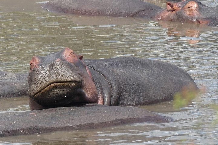 #1 Best Tanzania Safari Tarangire Day tour Adventure