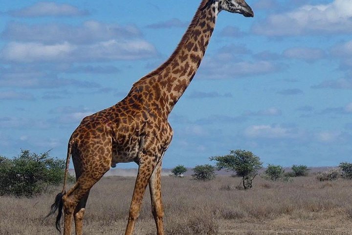 #1 Best Tanzania Safari Tarangire Day tour Adventure